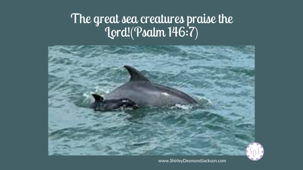 I've always loved dolphins. After I studied the Bible, I noticed similarities between dolphins and the character of Jesus. Here are some of them.